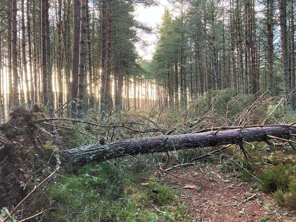 Fallen trees blocking the path at Littlemill.