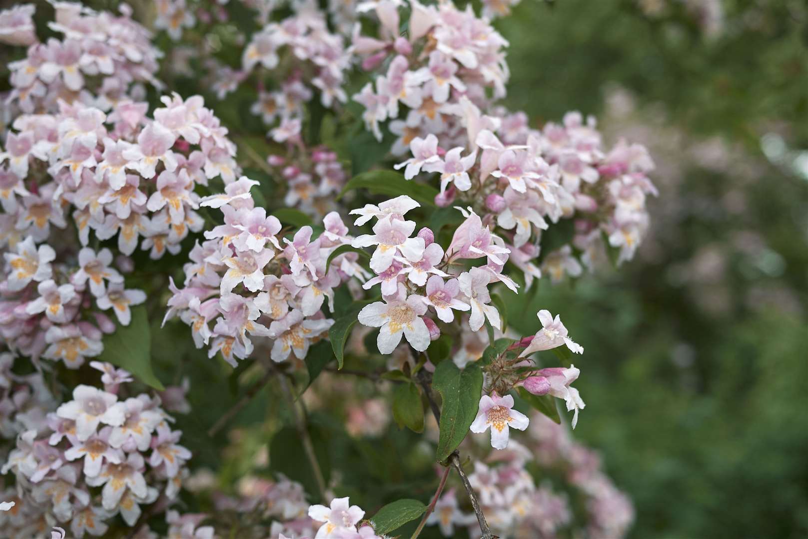 Abelia x grandiflora is an easy evergreen shrub to grow. Picture: istock/PA