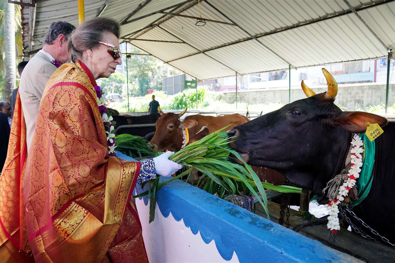 The royal couple were invited to feed sacred cows during their visit (Jonathan Brady/PA)