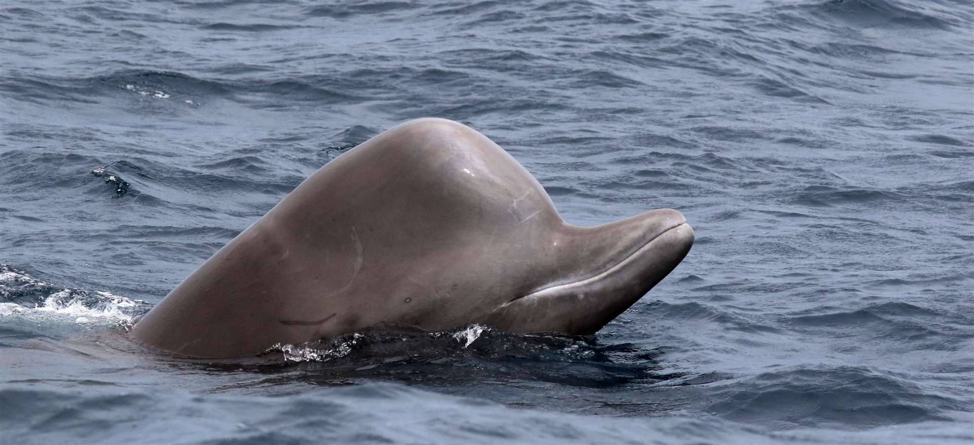 A Northern Bottlenose Whale. Picture: Cephas, CC BY-SA 4.0 <https://creativecommons.org/licenses/by-sa/4.0>, via Wikimedia Commons.