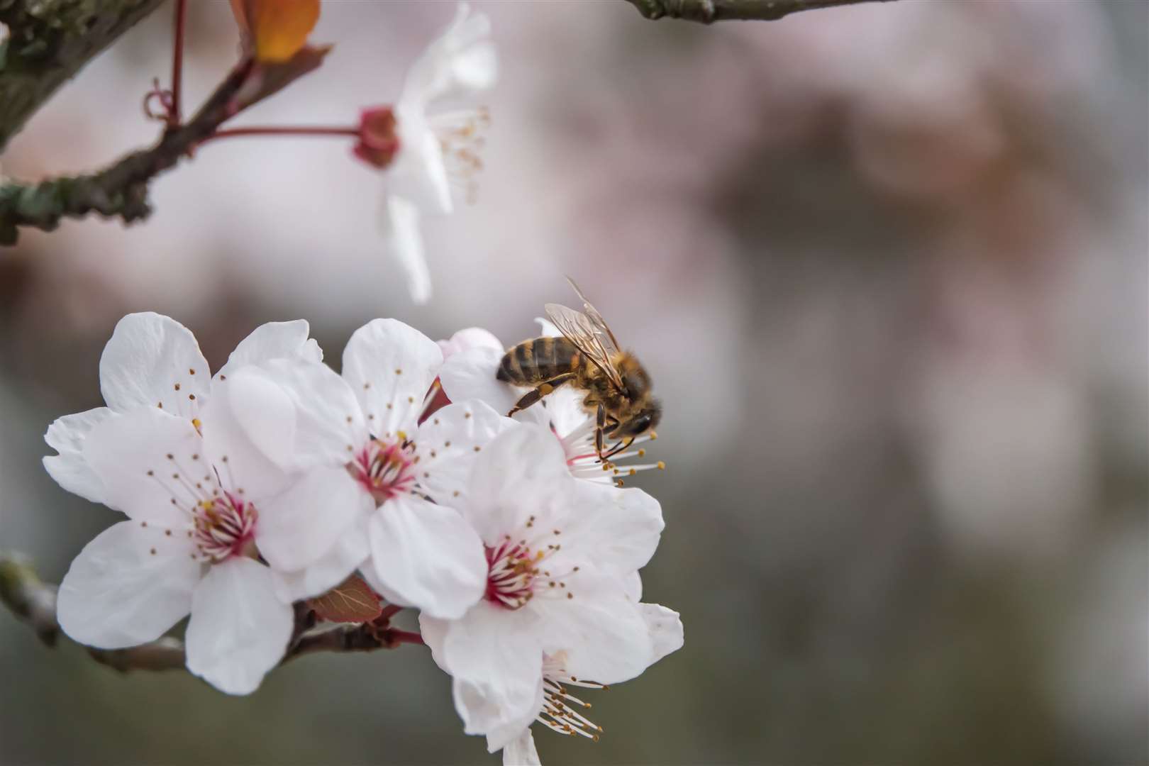 Honeybees need nectar and pollen to survive over winter. Picture: iStock/PA