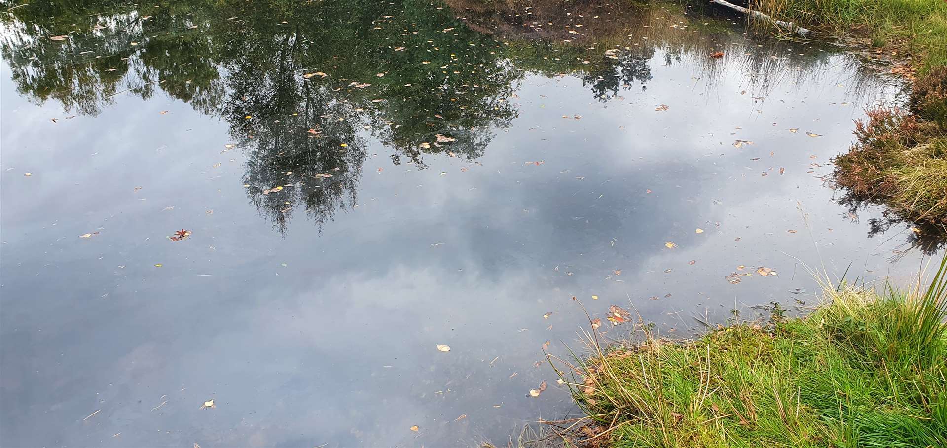 An oily-substance was found on the surface on a small pond which had full of wildlife like tadpoles earlier in the year.