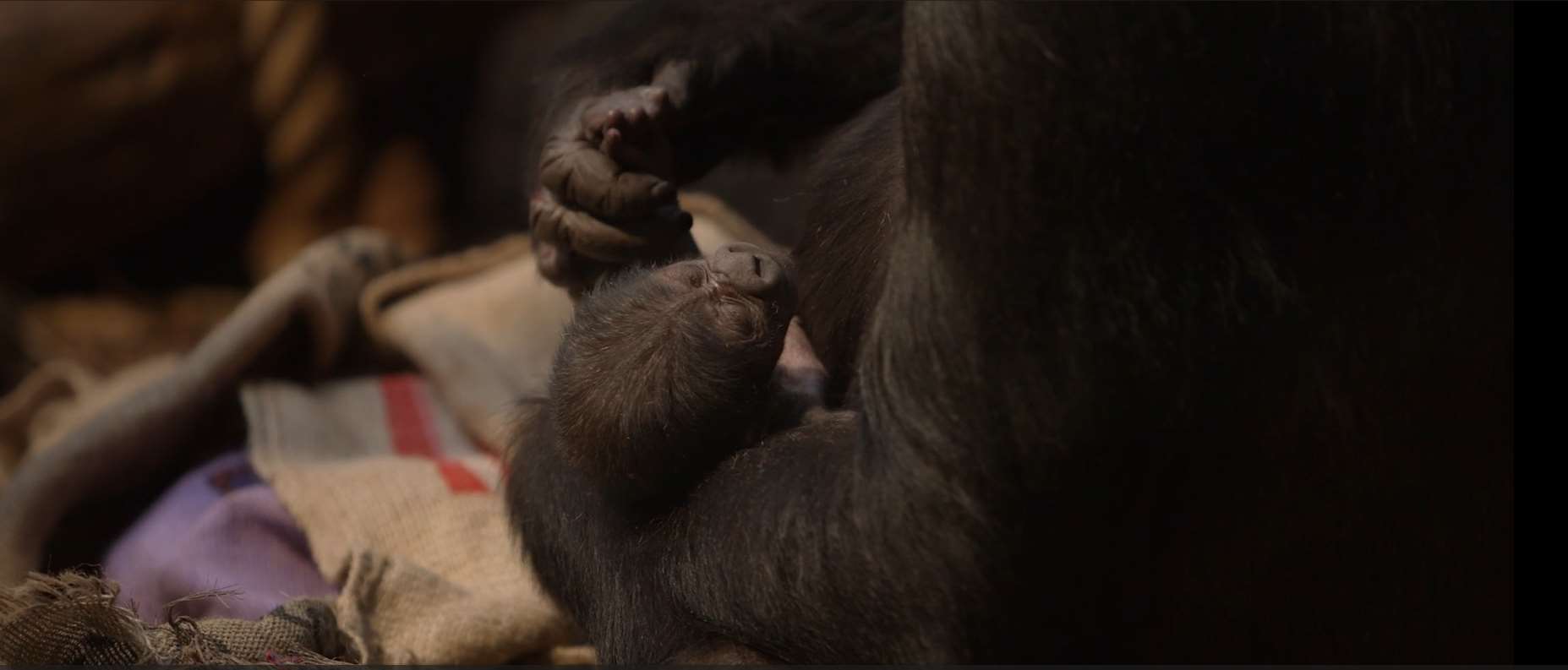 The western lowland gorilla infant has yet to be named and its sex has not been determined (London Zoo)