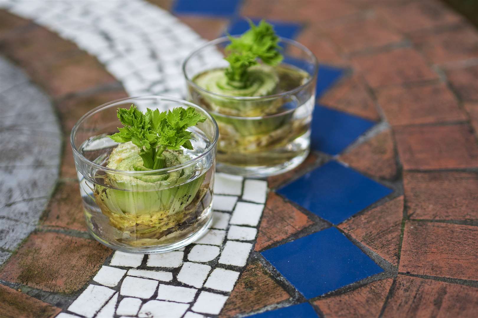 Try regrowing celery in your kitchen. Picture: iStock/PA