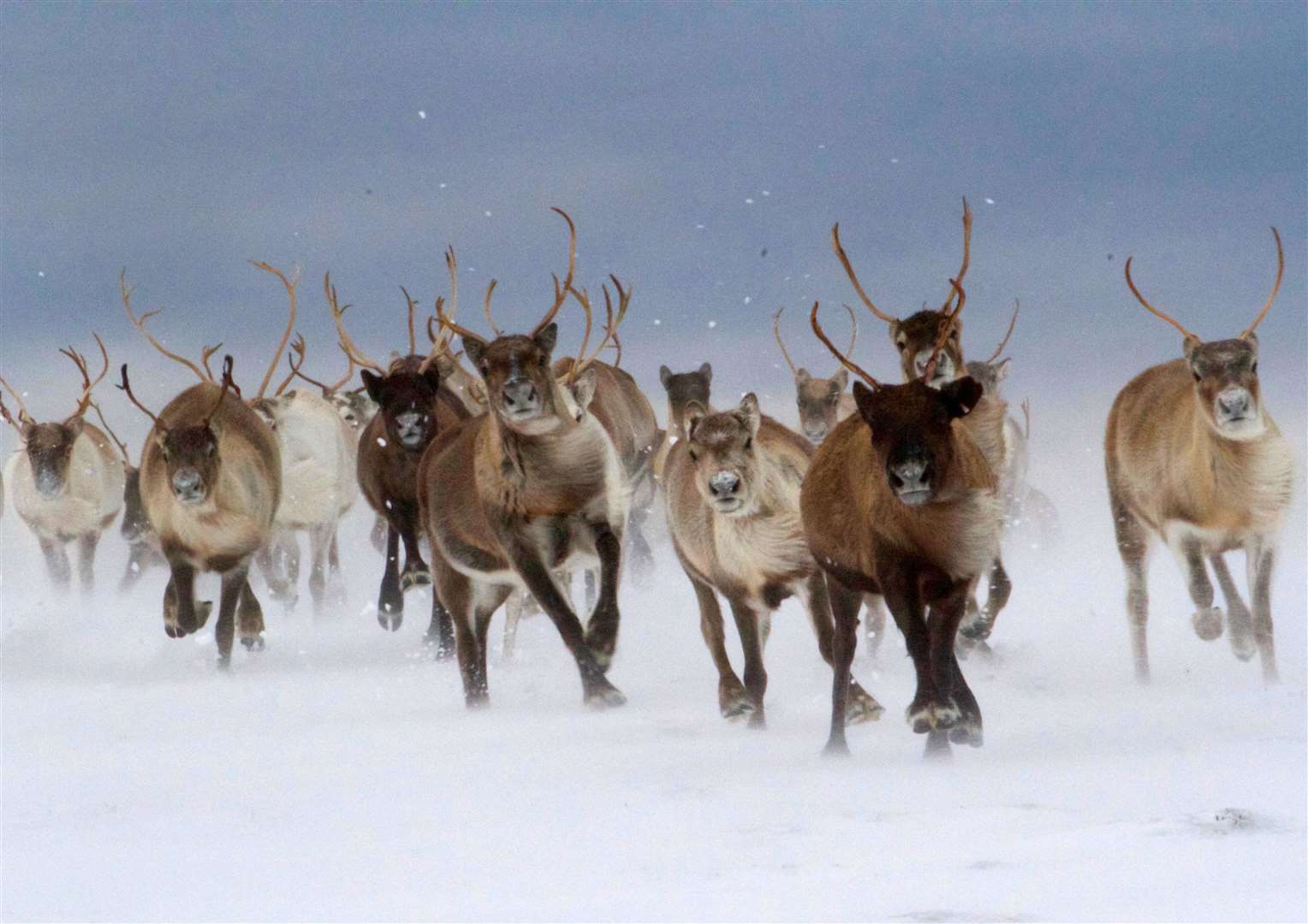 Some of the Cairngorm Reindeer Herd will visit An Talla in the run-up to Christmas. Picture: Cairngorm Reindeer Herd.