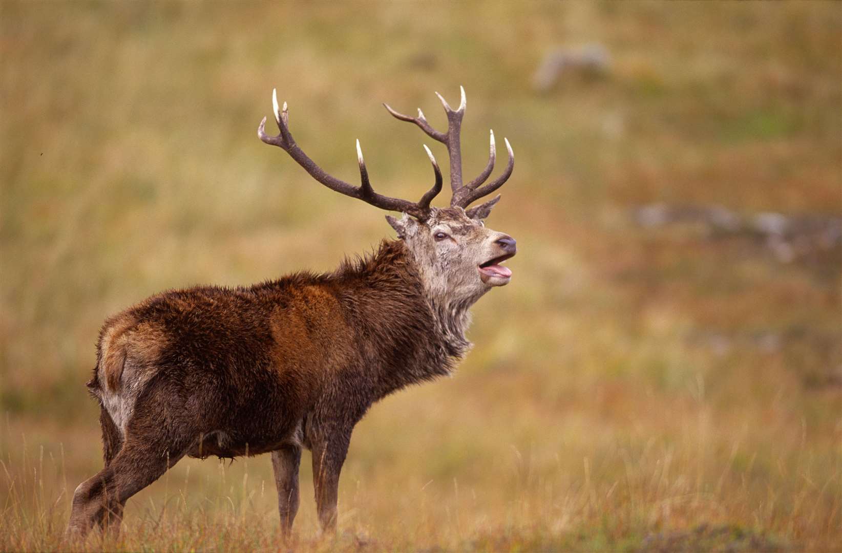 The red deer stag stalking season runs from July to October. Picture: NatureScot