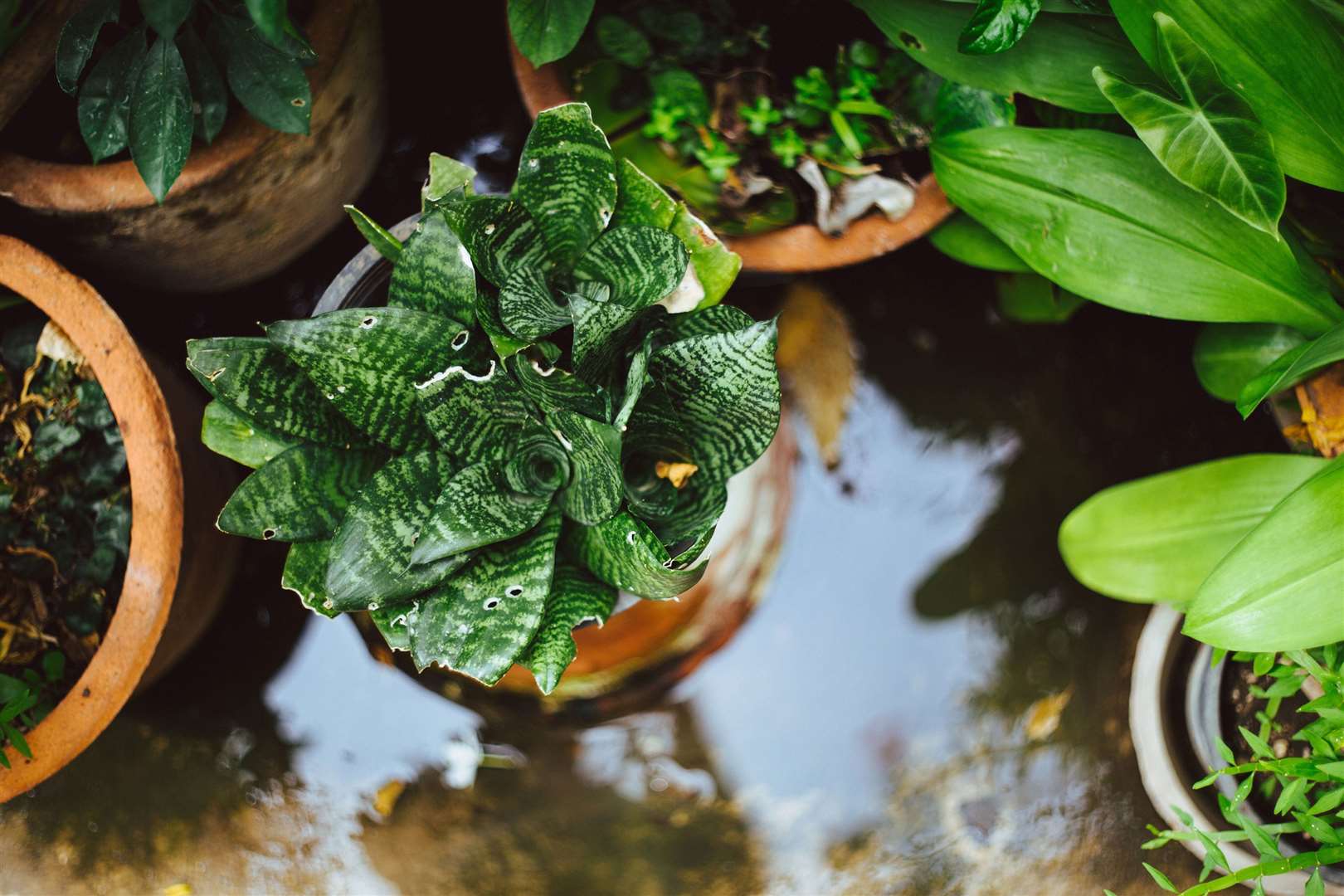 Ensure potted plants have sufficient drainage.