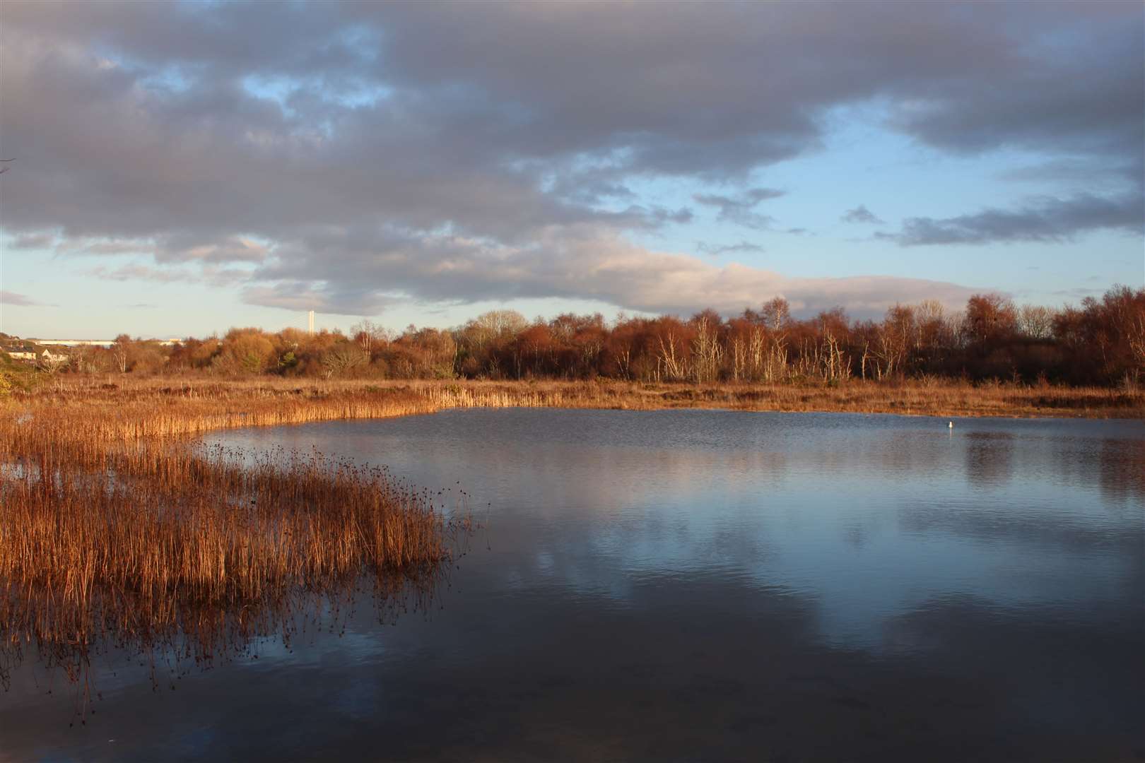 The reed beds seen from the start of the boardwalk.