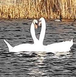 The swan and her potential new mate at Inverness Campus. Picture: Inverness College UHI.