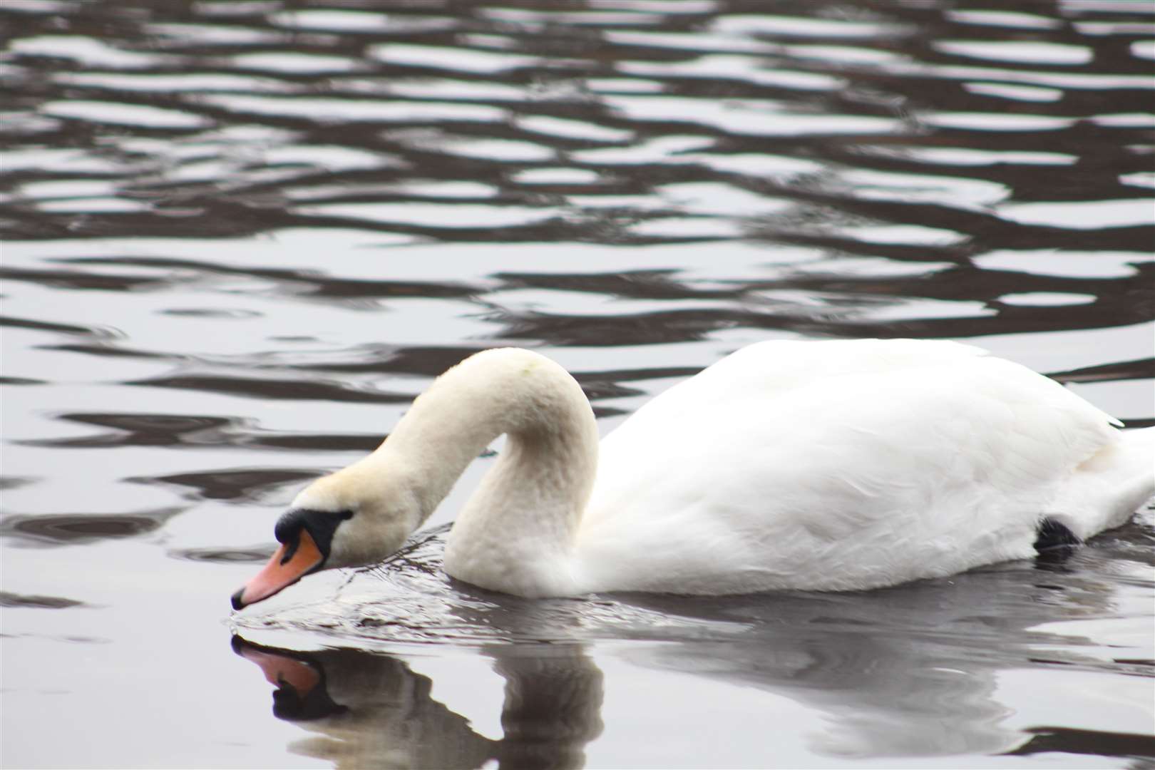Swans on Sanquhar Loch.