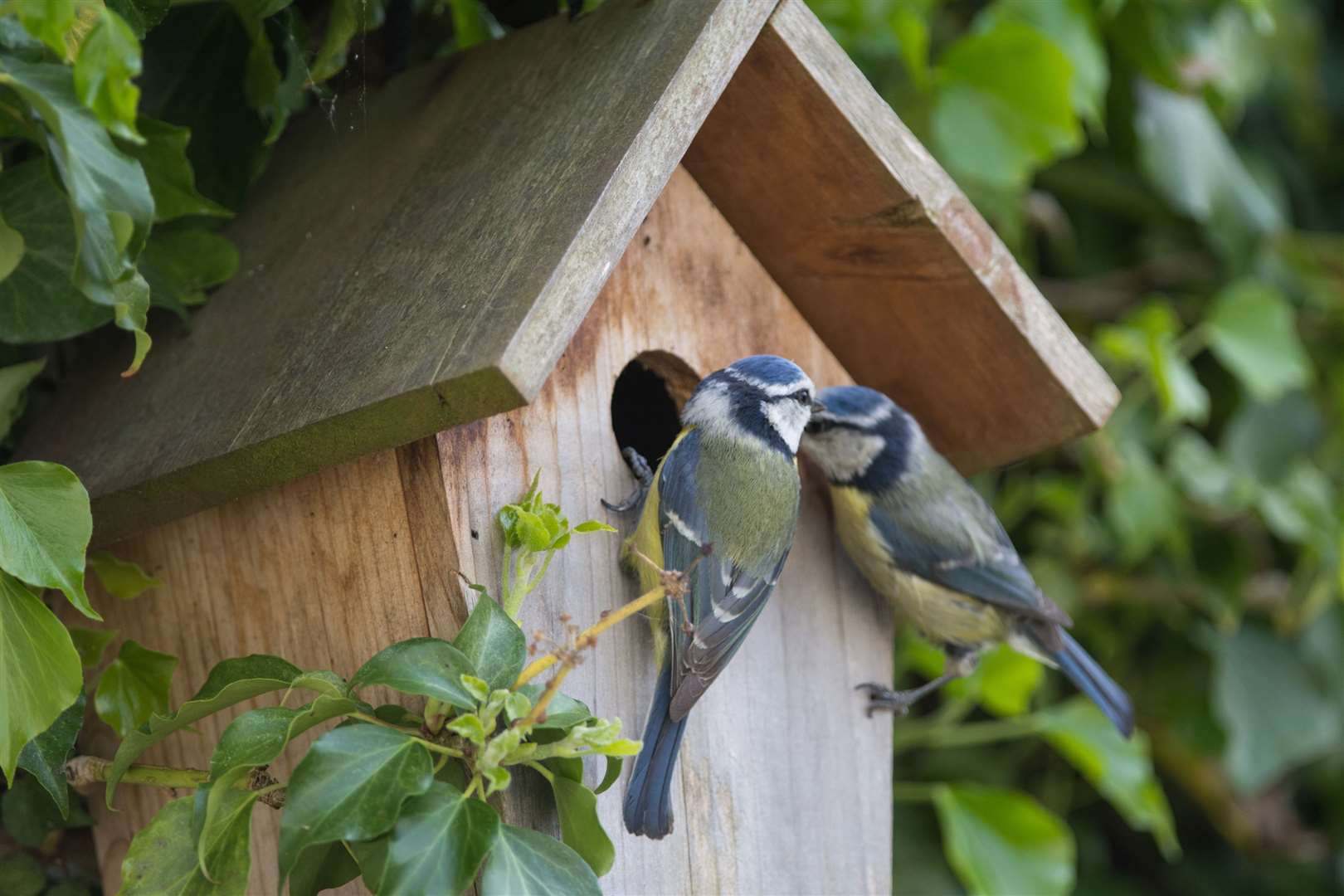 A pair of blue tits on a nest box. Picture: iStock/PA