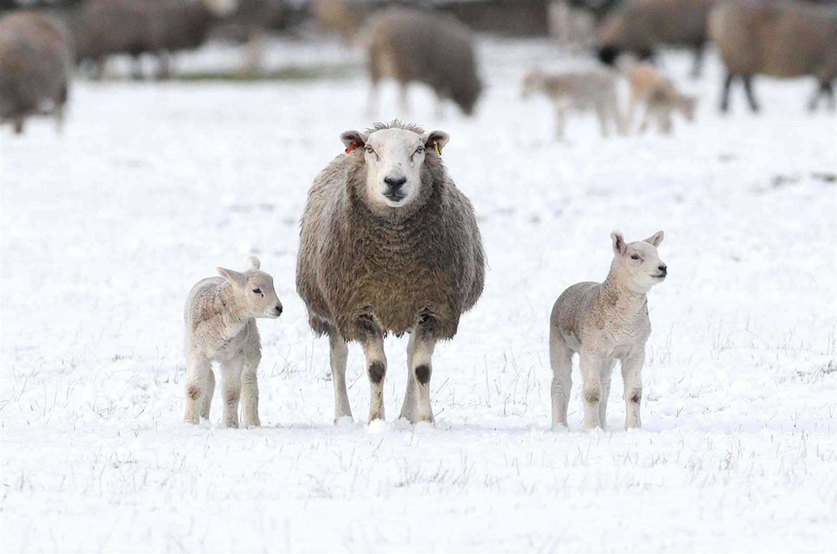 A ewe and two lambs in the snow in Penrith, Cumbria, the most sparsely populated – by humans – place in England (Owen Humphreys/PA)