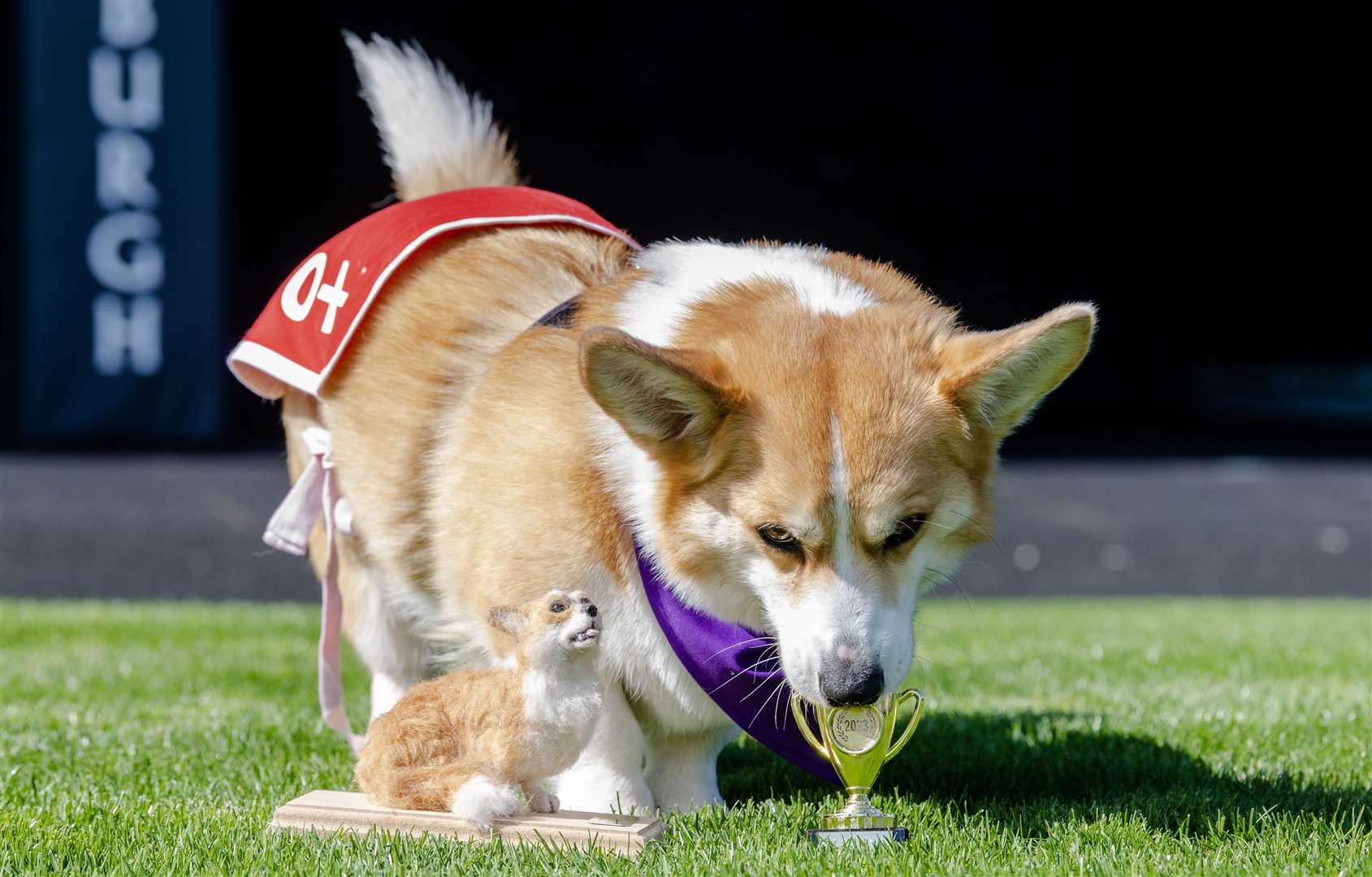 Rodney, winner of the 2023 Corgi Derby, will compete again this year (Lesley Martin/PA)
