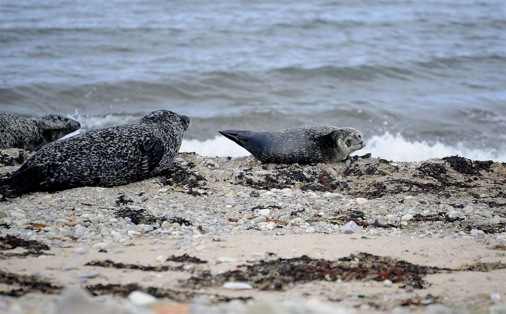 Seals relaxing at the beach at Portgordon.Picture: Becky Saunderson