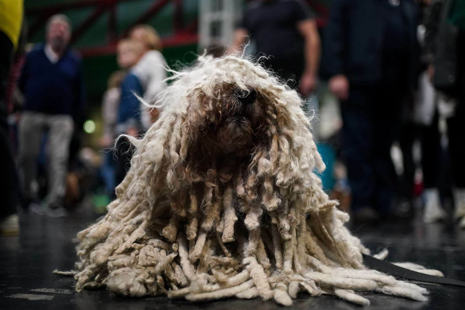 A Hungarian puli is more coat than face as it delights spectators (Jacob King/PA)