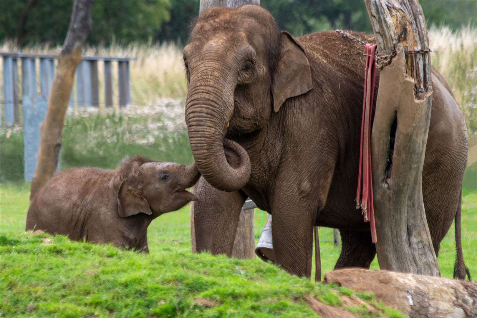 Elephant keeper Stefan Groeneveld explained the zoo is using night-vision cameras to provide 24-hour care for the herd (Whipsnade Zoo/PA)