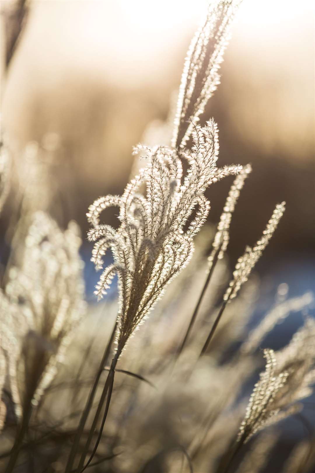 Miscanthus in winter. Picture: iStock/ PA