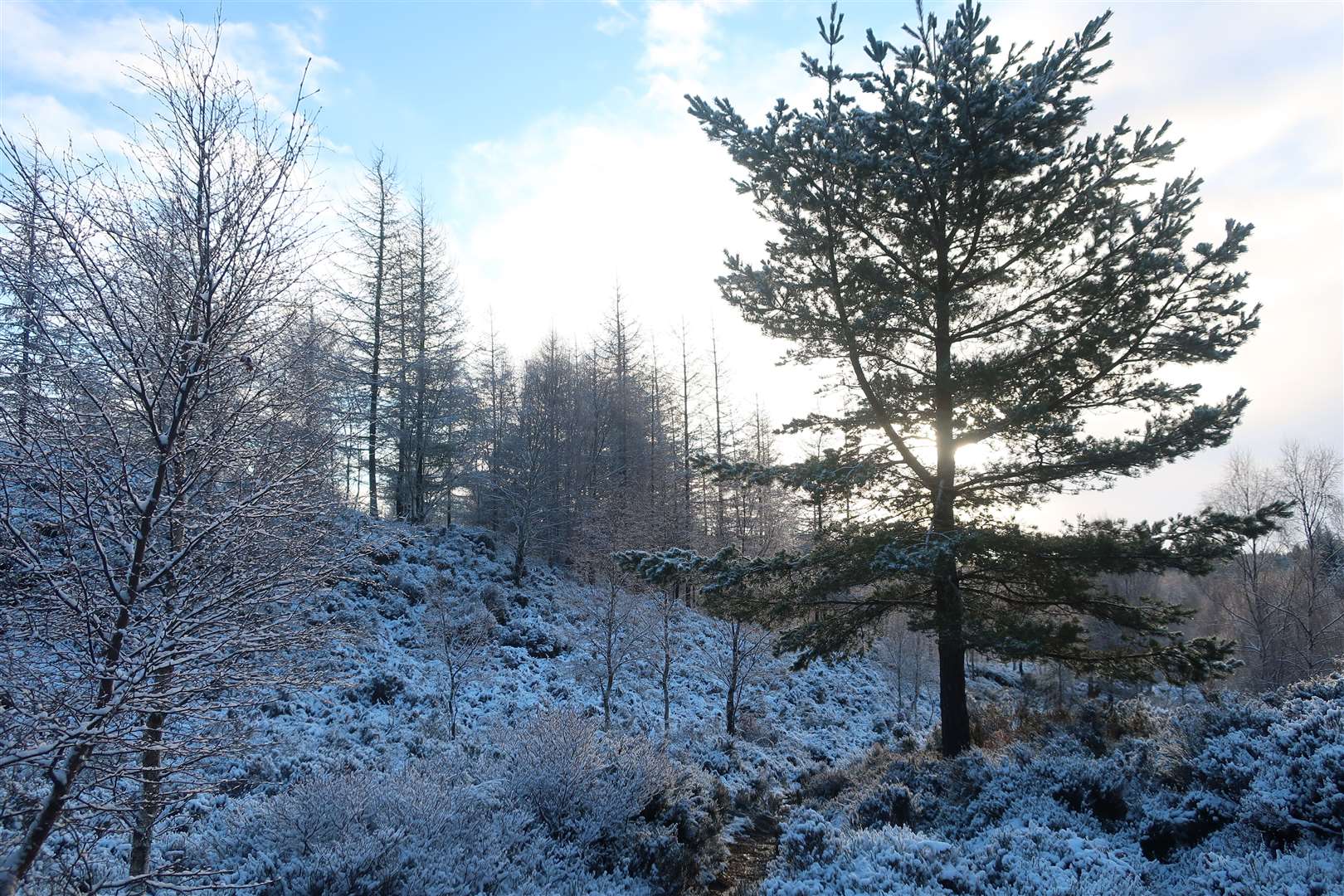 A winter wonderland high above the shores of Loch Ness south of Inverfarigaig.