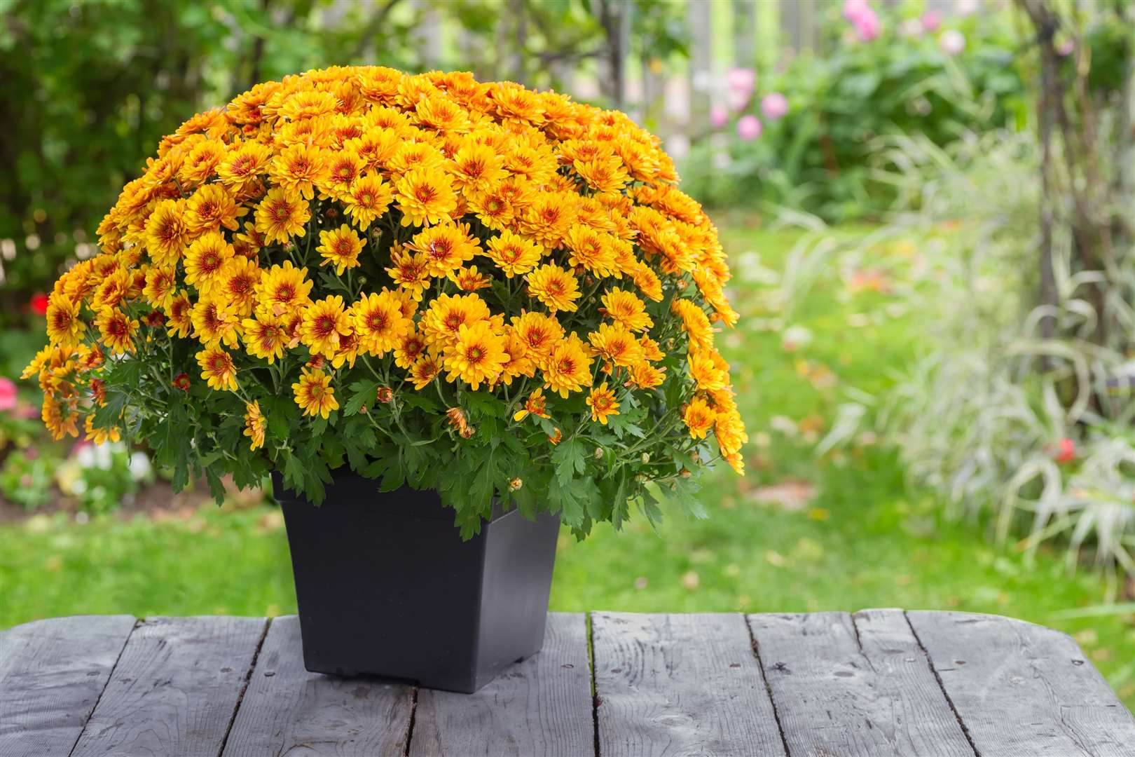 A chrysanthemum in a pot. Picture: iStock/PA