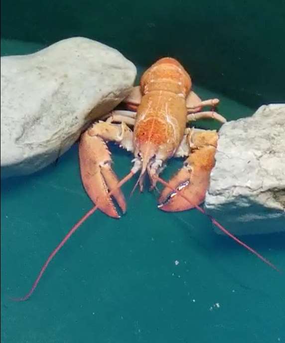 Canadian lobsters are usually dark brown (Sea Life Blackpool/PA)
