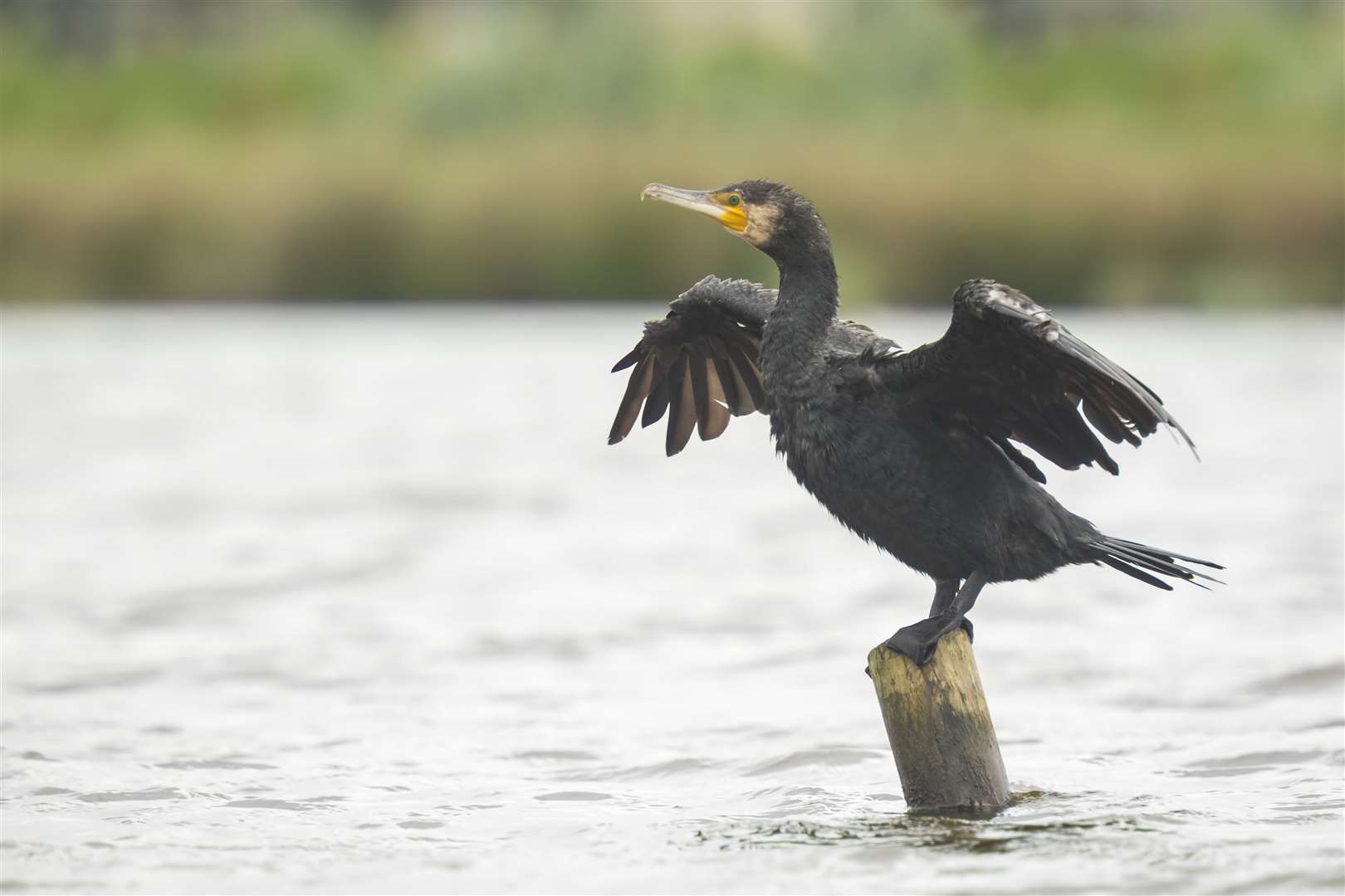 Anyone for cormorant soup...?