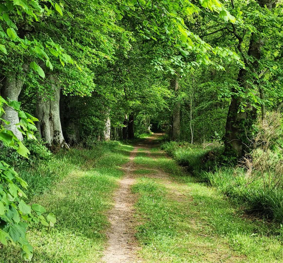 An inviting walk at Croy Woods. Picture: Moira MacKintosh
