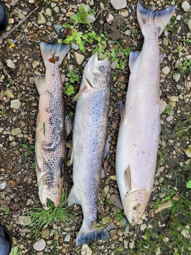 Three of the many dead fish which were found in the River Spey last month.