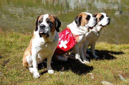 St Bernard Pass dogs pose.