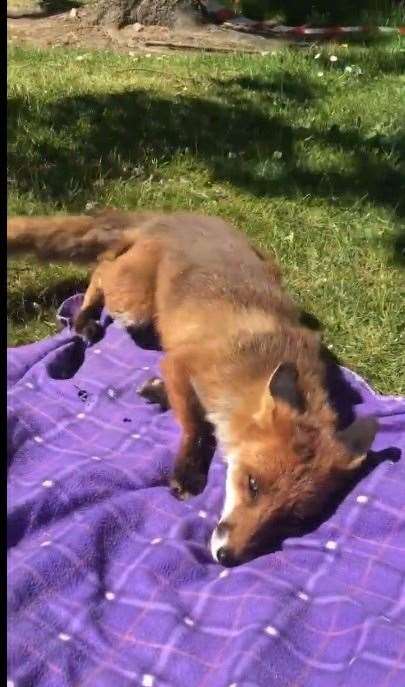 A fox joins an Inverness mum for a picnic.
