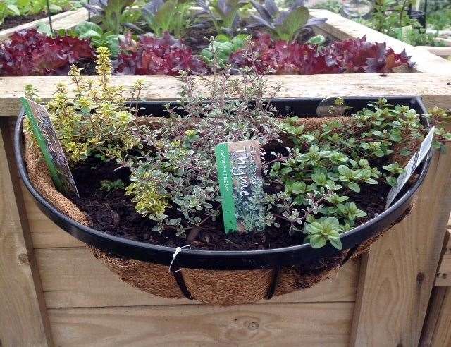 Use a hanging basket to grow herbs.