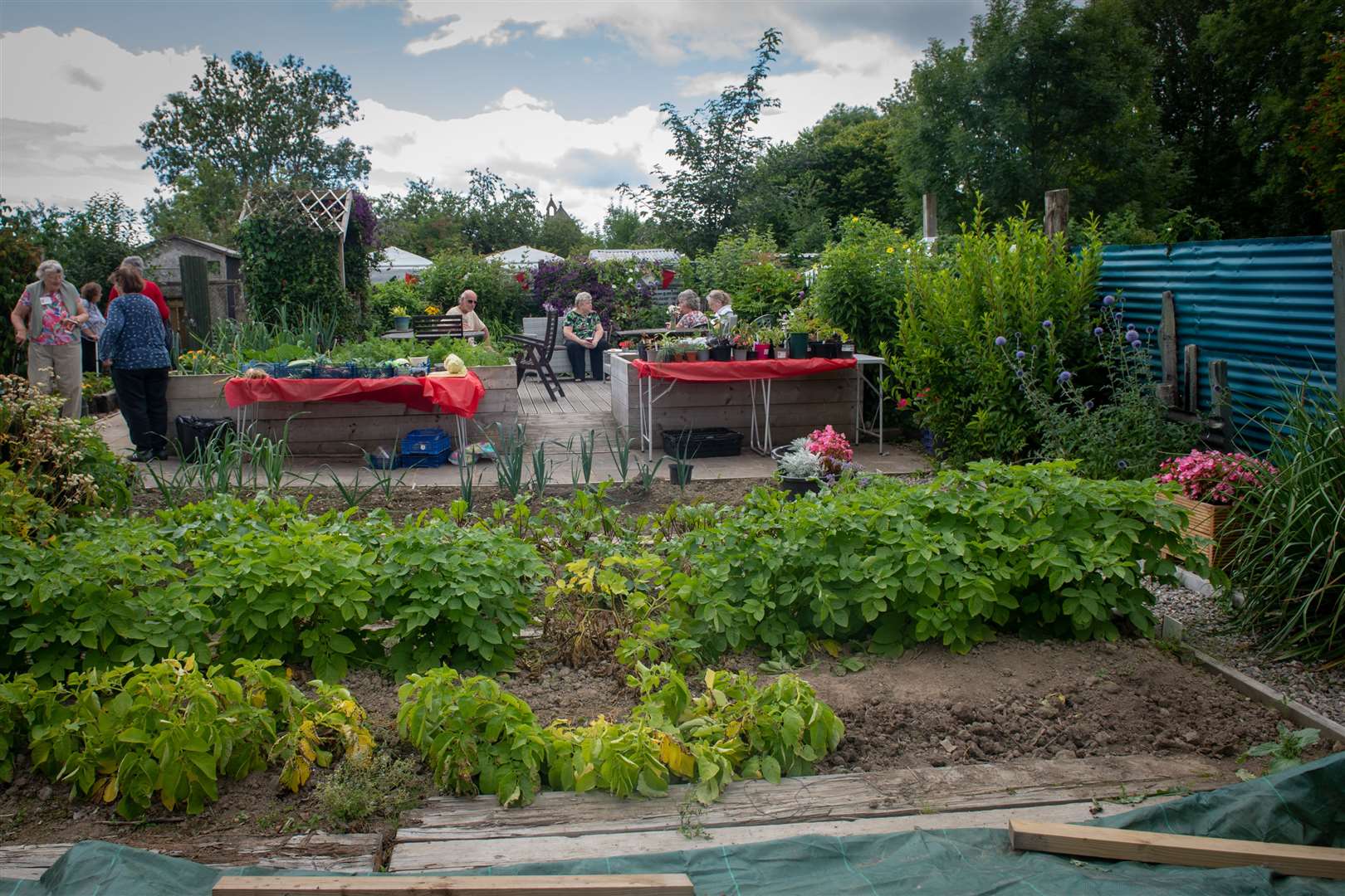 A once-derelict plot has been transformed into a flourishing community garden.