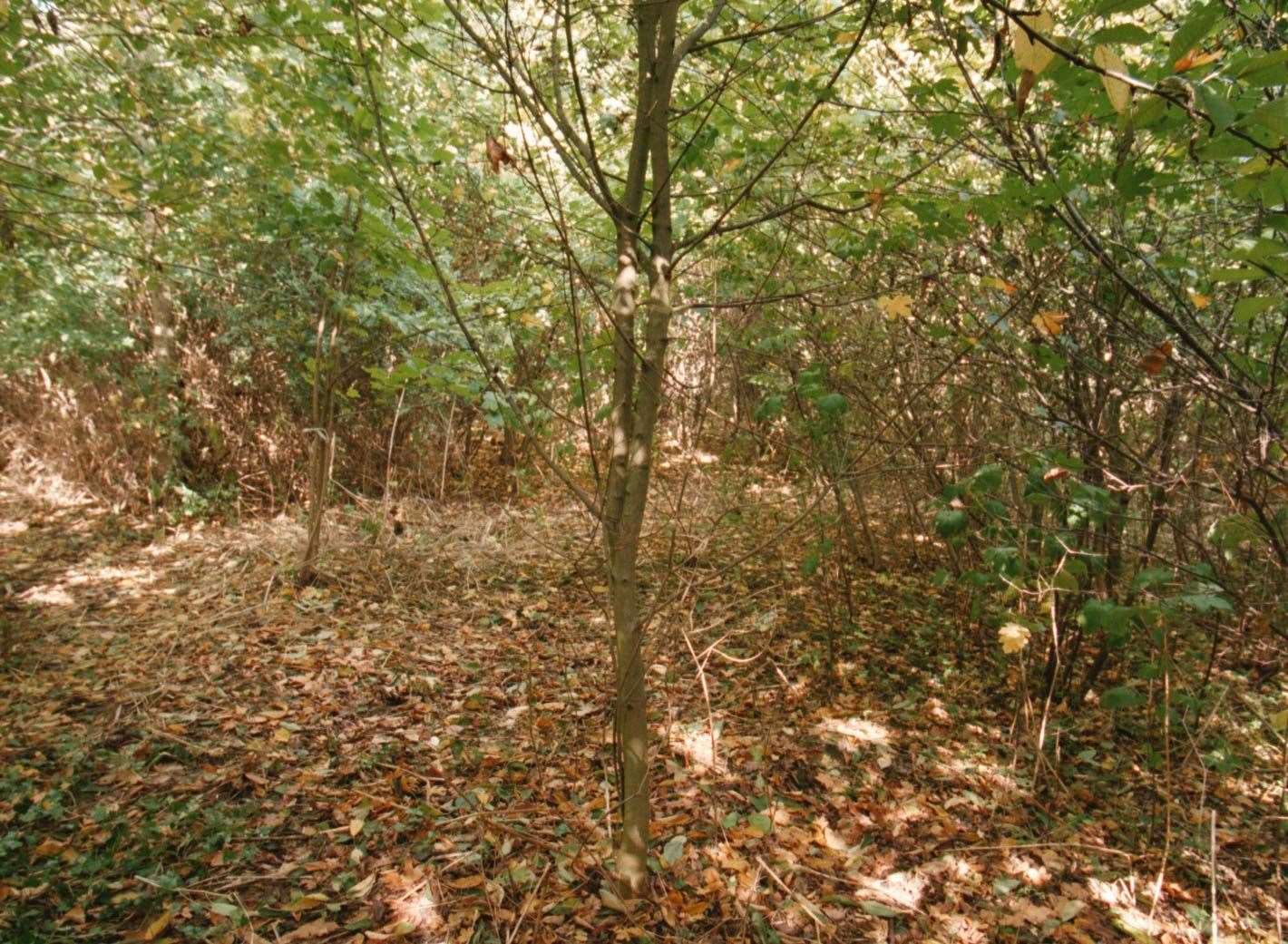 The copse in Peterborough, Cambridgeshire, where the body of six-year-old Rikki Neave was found in November 1994 (Alan Water/PA)