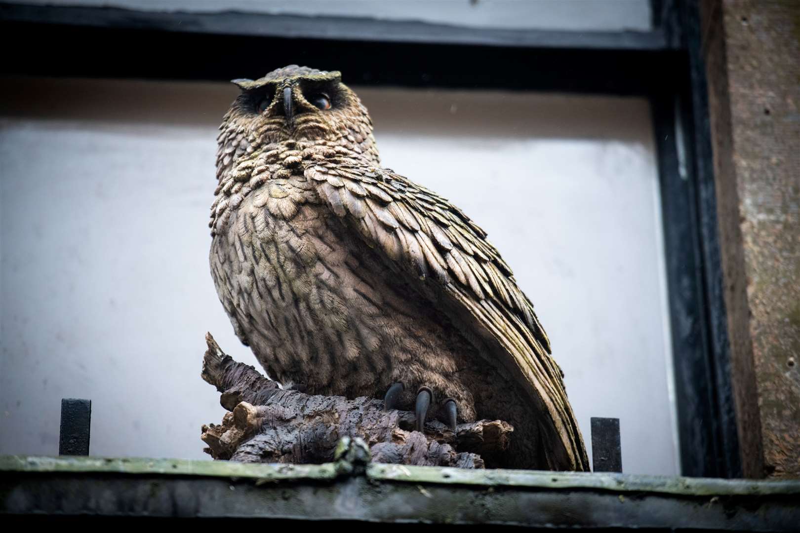 Owl statue returned to Inglis Street, Inverness.