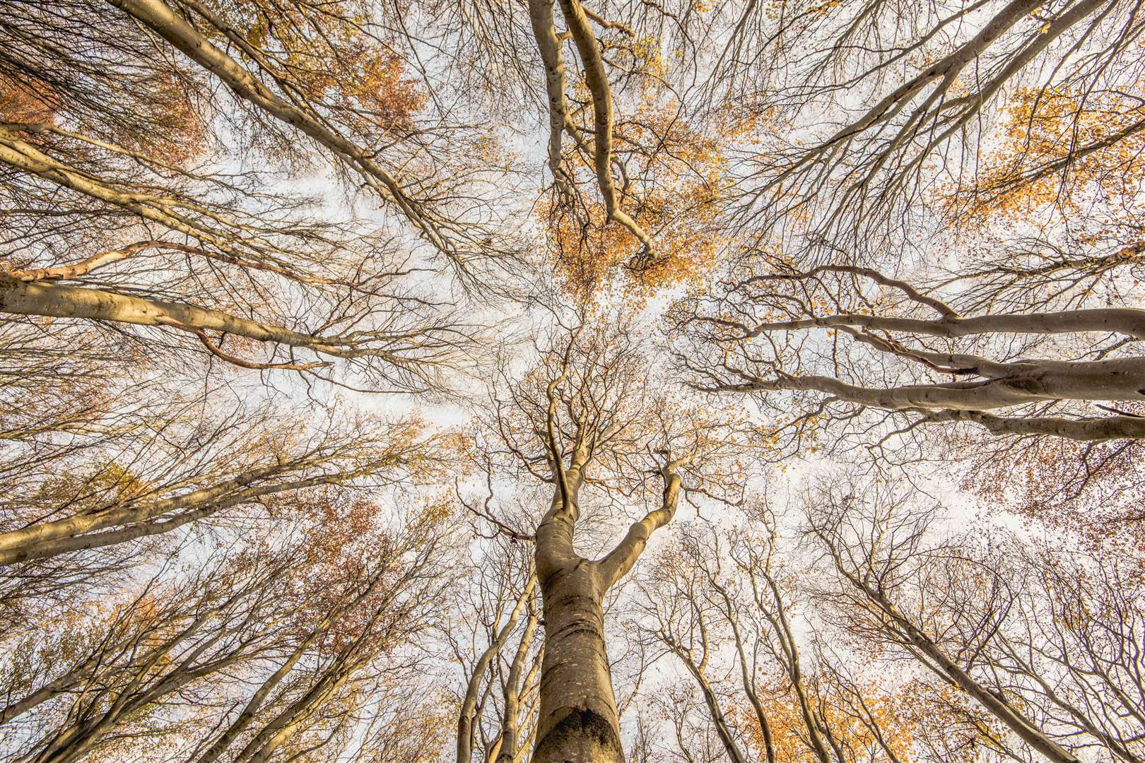 Beech For The Sky by Graham Niven.