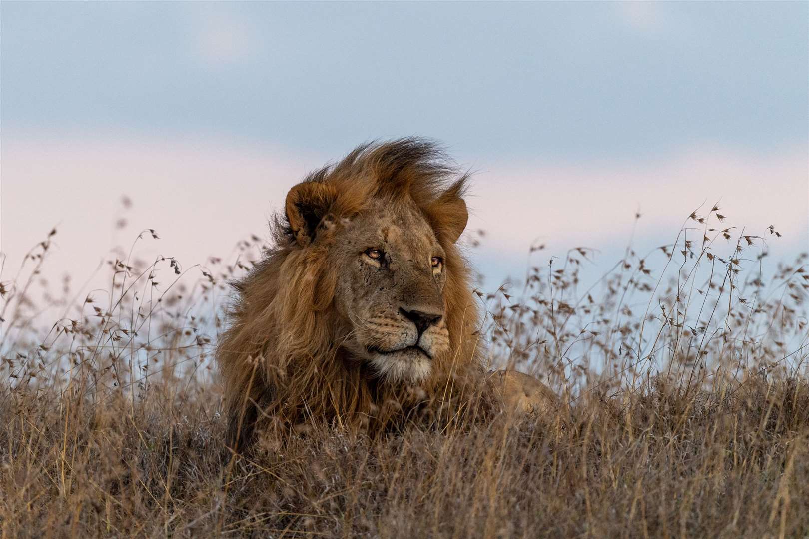 A lion in Borana Conservancy. Picture: PA Photo/Sarah Marshall