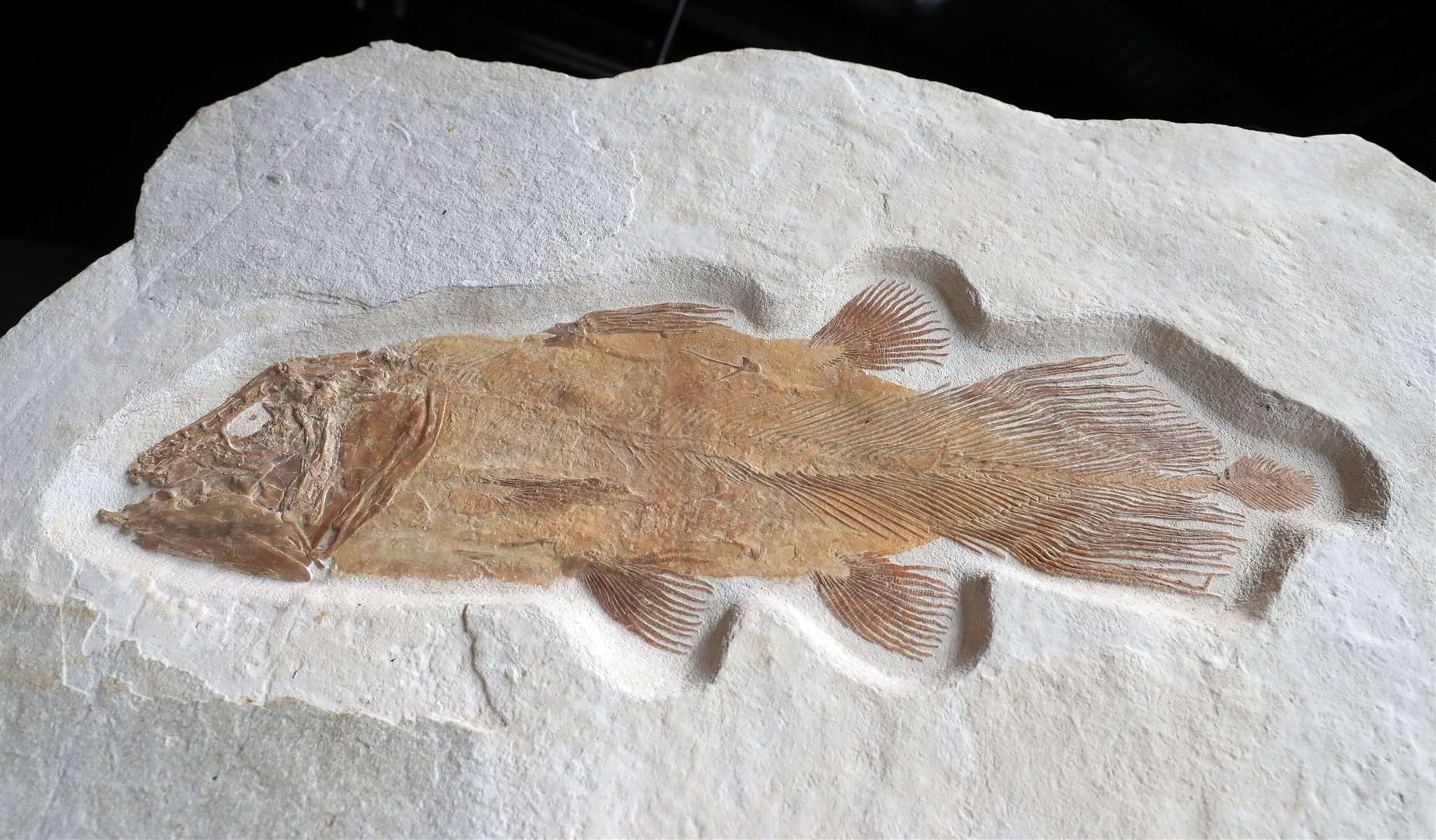The very rare coelacanth fossil is expected to sell for between £30,000 and £50,000 (Gareth Fuller/PA)