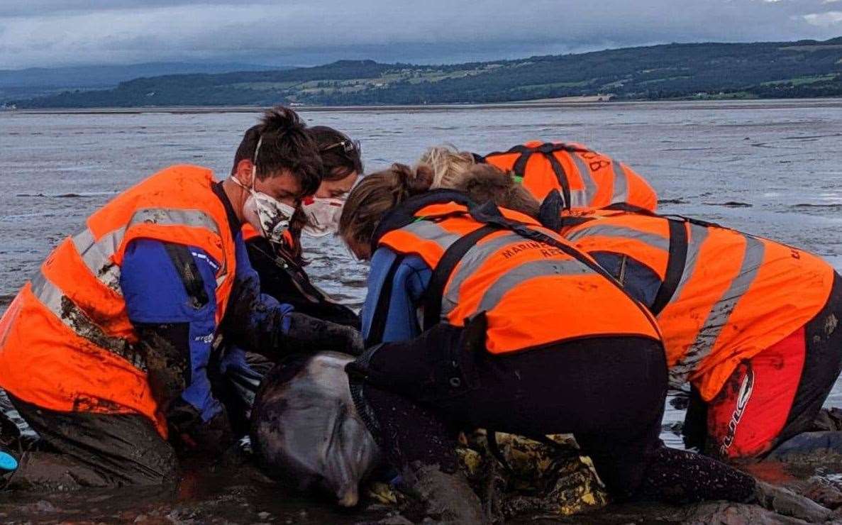 Marine life specialists worked to prepare the dolphin for release close to North Kessock.