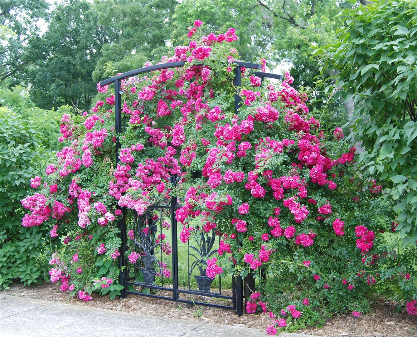 Climbing roses. Picture: iStock/PA