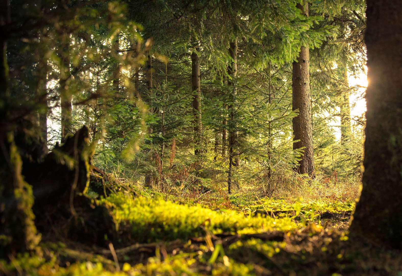 This year, the International Day of Forests will fall on Sunday, March 21. Picture: Nejc Košir from Pexels.