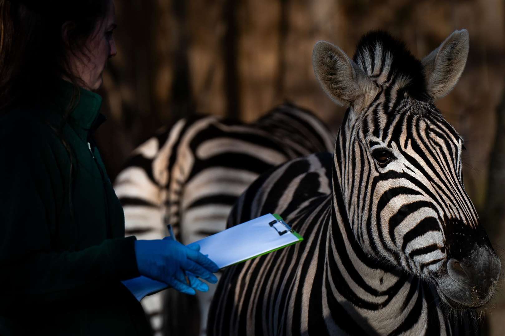 Zoos are required to do yearly counts (Aaron Chown/PA)