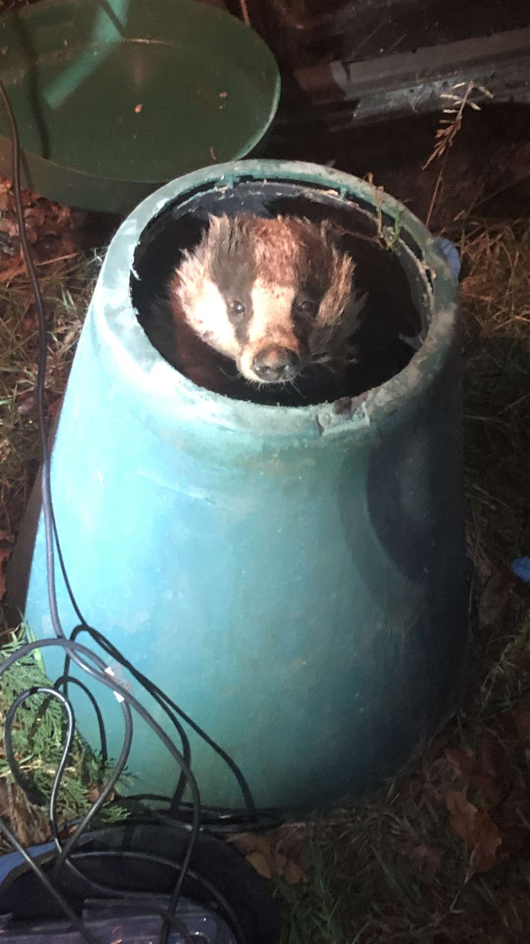 A badger in Guildford, Surrey, also had to be freed using special power tools after getting stuck in a two-foot compost bin (RSPCA/PA)