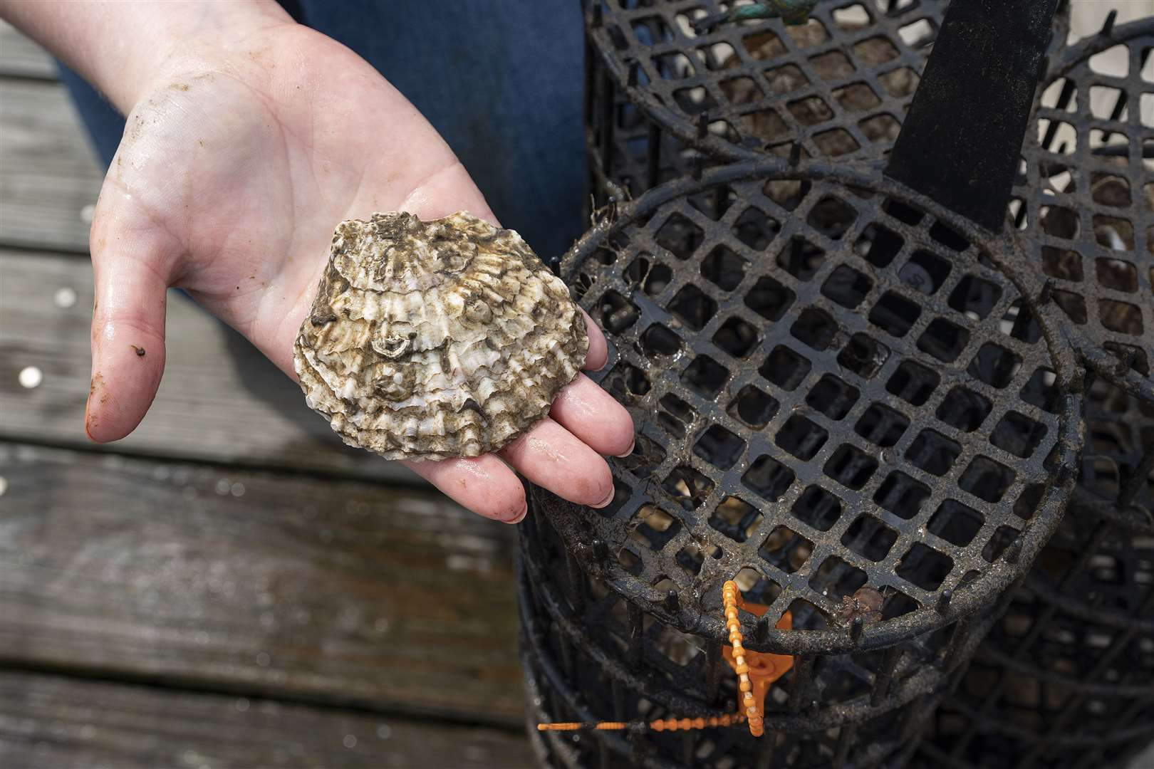The native oyster nursery will release millions of larvae into Belfast Lough, boosting the endangered species, creating natural reefs for other marine wildlife and cleaning gallons of seawater every day (UlsterWildlife/PA)