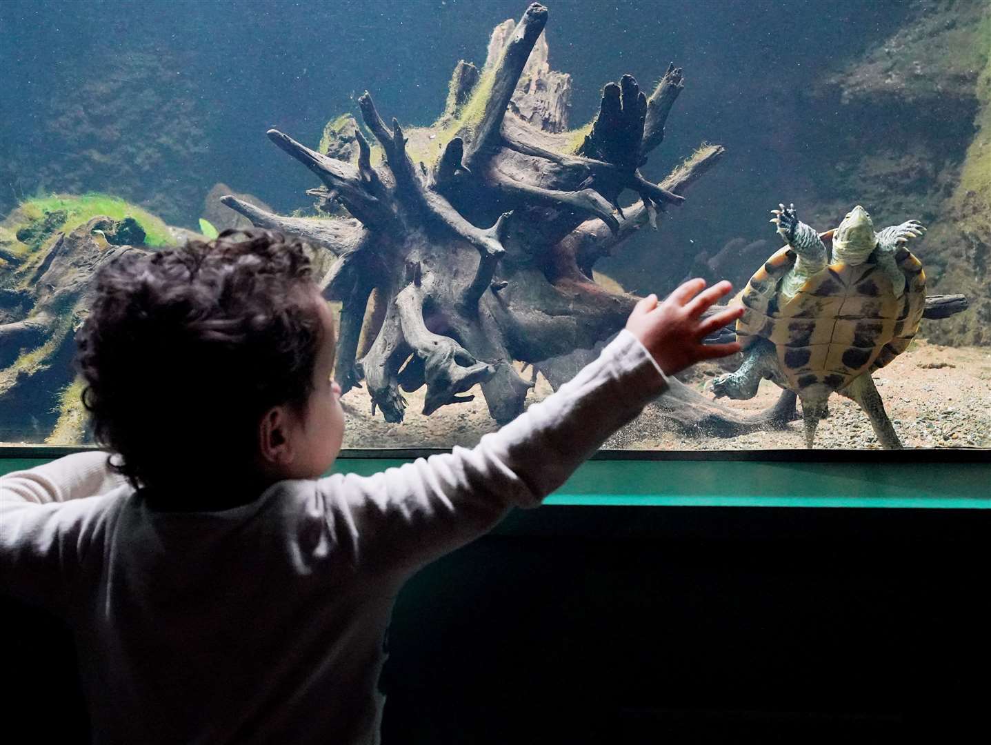 Two year old Kaiyan Tapley reaches out towards a Vietnamese pond turtle, one of the most threatened species of reptile on Earth (Jonathan Brady/PA)