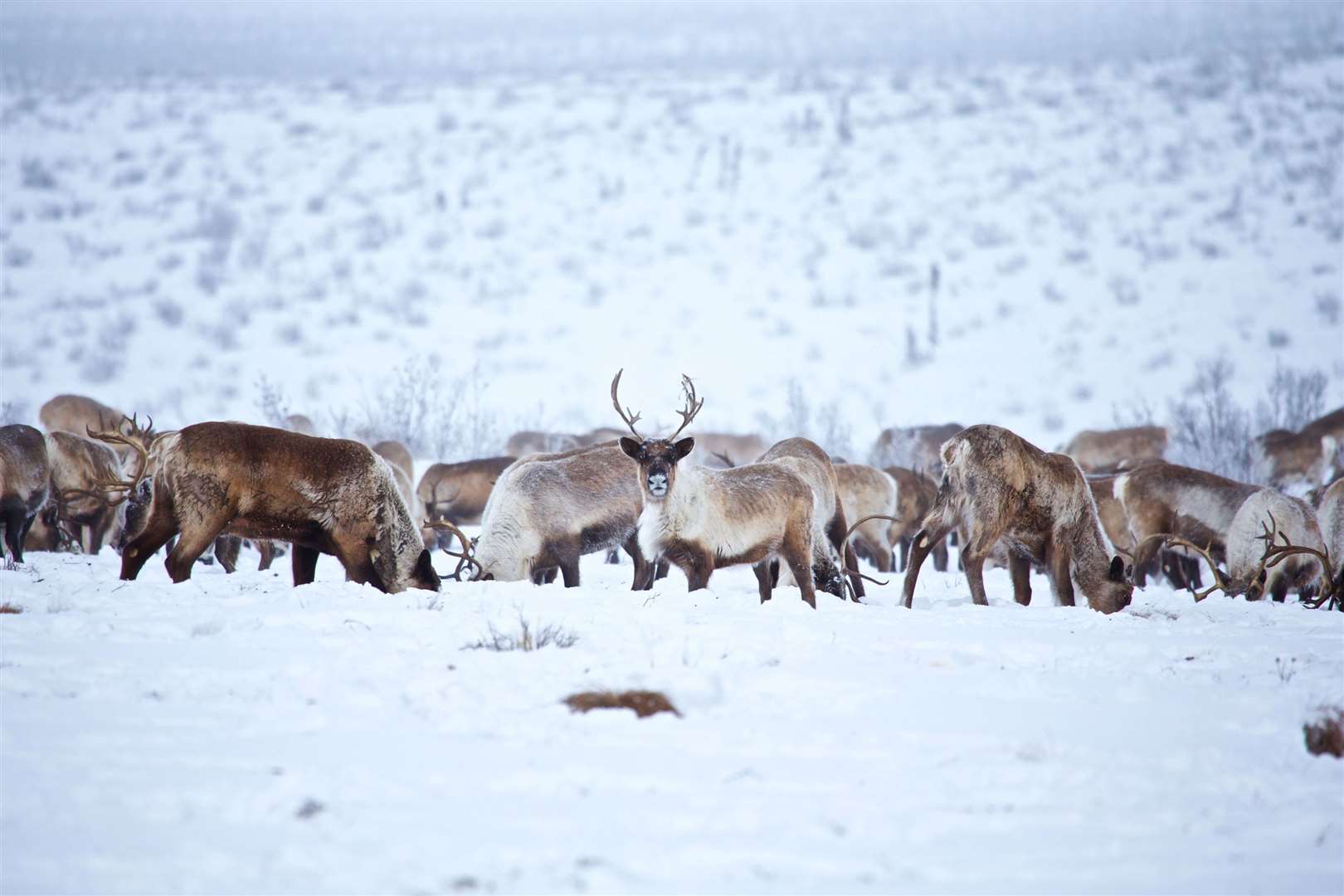 A herd of cairbous in the snow. Picture: PA Photo/Holger Bergold