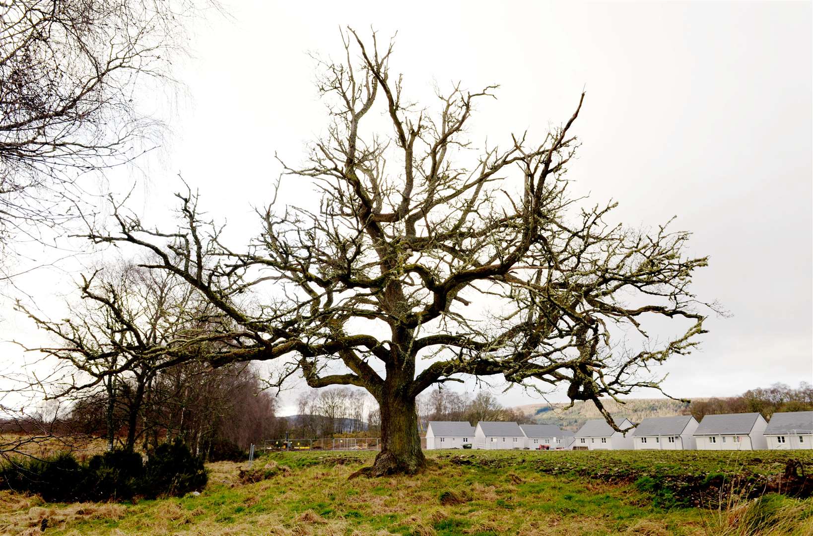 The veteran oak tree was facing the chop as part of plans for a new primary school. Picture: James MacKenzie