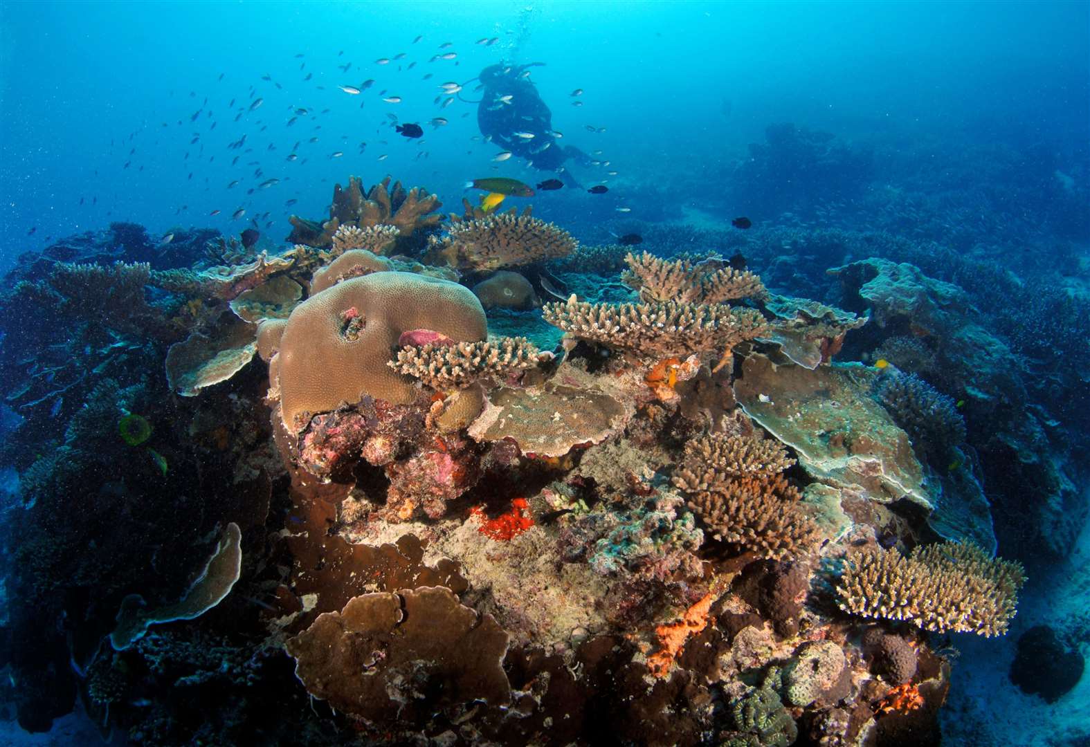 A diver explores the diverse coral on Australia’s Great Barrier Reef (Alamy/PA)