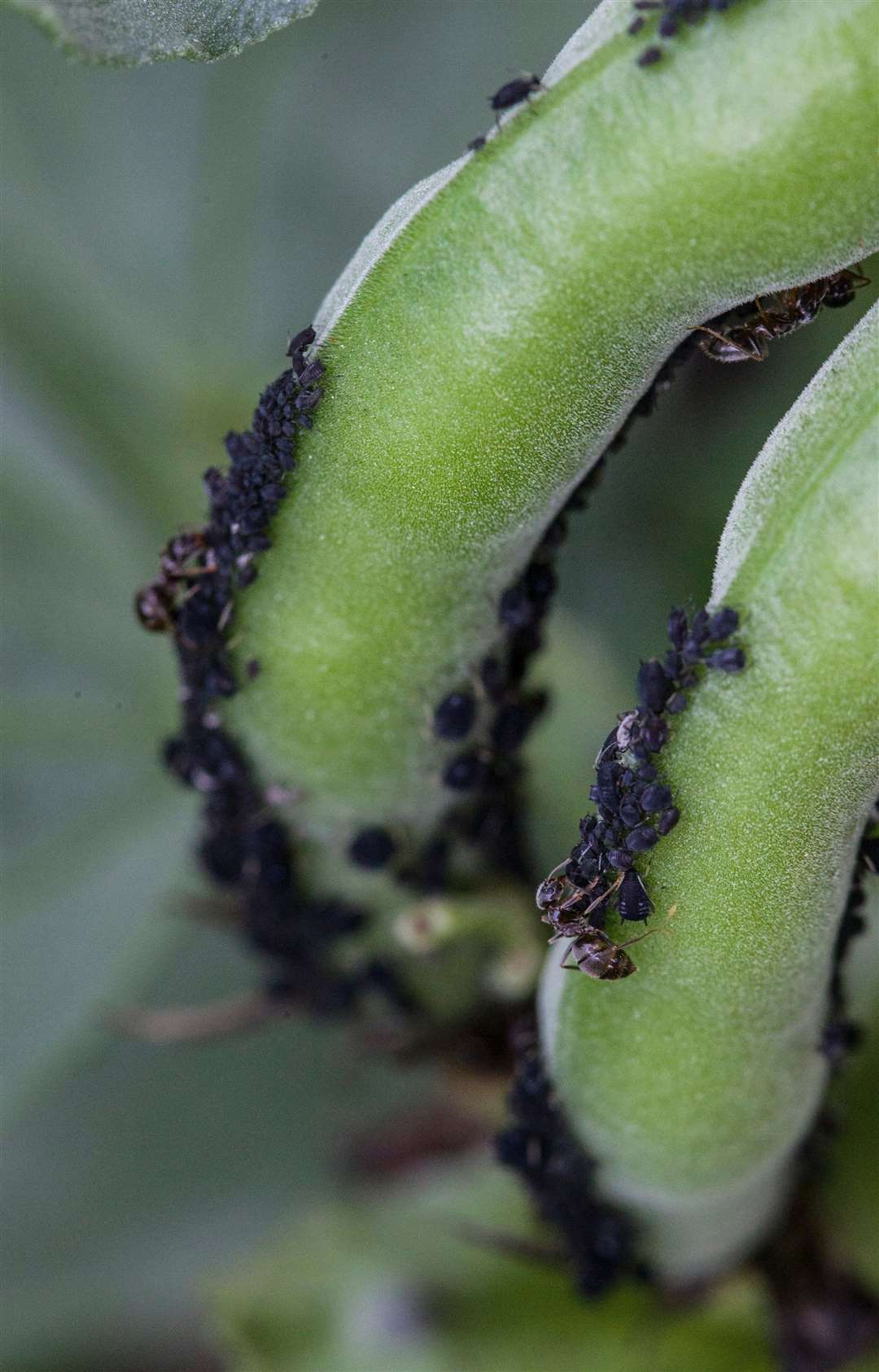 Ants on broad beans. Picture: Neil Hepworth/RHS/PA