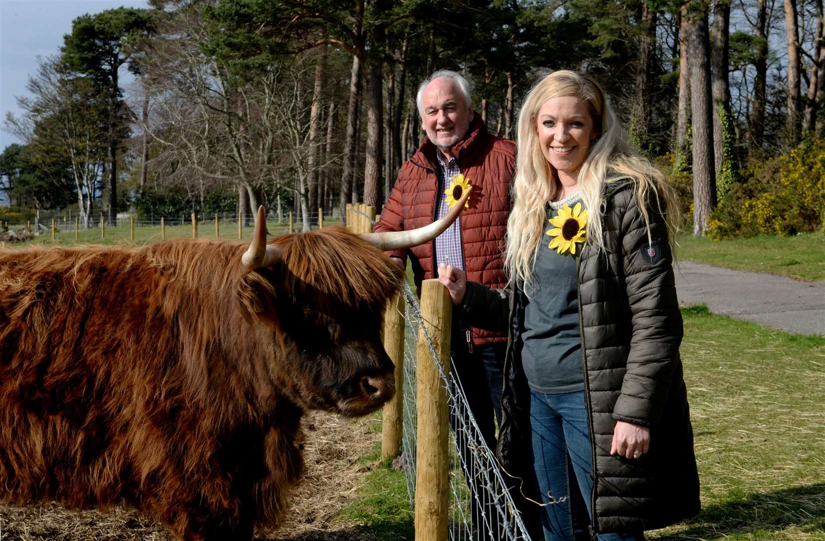John Hearmon, manager at Caley Timber with Jenna Hayden, events fundraiser at the Highland Hospice, get a friendly welcome from one of the Heilin' Coos at the Newton Hotel, Nairn.Picture: James Mackenzie.