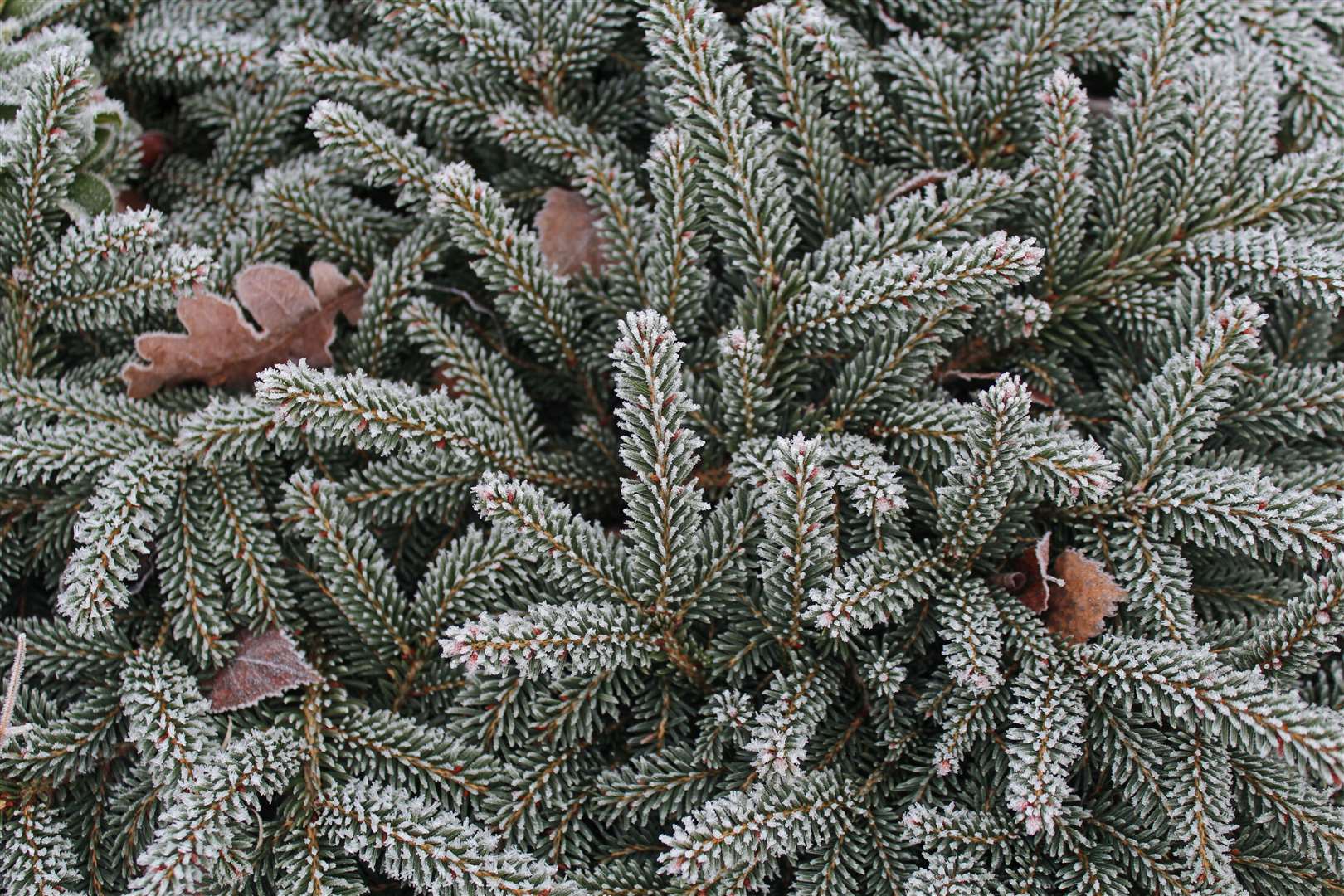 Conifer touched by frost. Picture: Adam Pasco Media