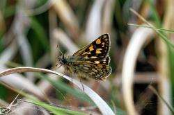 The small and beautiful chequered skipper butterfly.